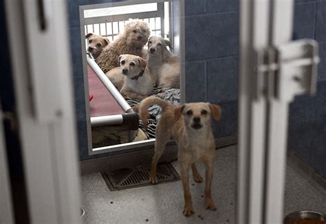 Nearly 100 dogs removed from Weld County residence